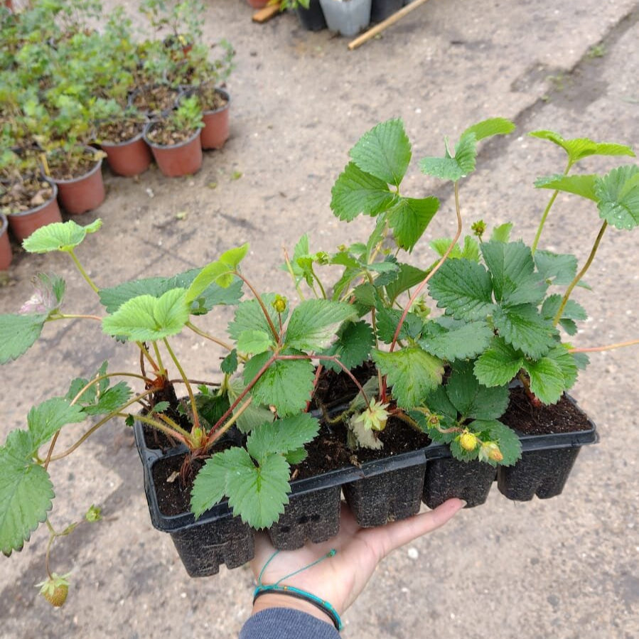 jahoda aromas plato 10ks OKJAROM10