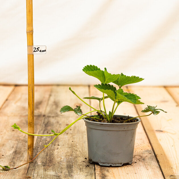 jahoda deliiz kontajner OKJDELK