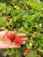 jahoda karmen plody kvety listy