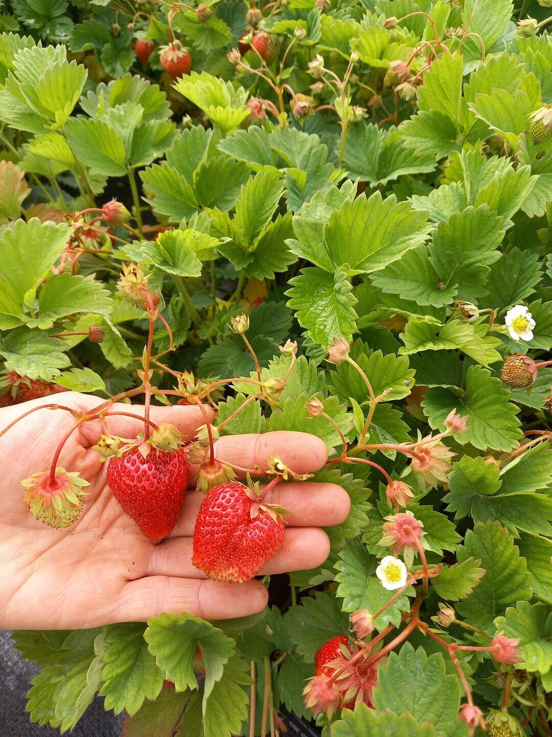 jahoda karmen plody kvety listy