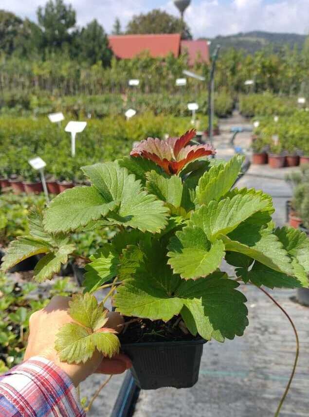 jahoda karmen kontajner