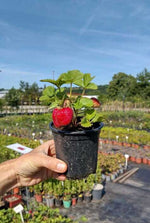 jahoda karmen kontajner