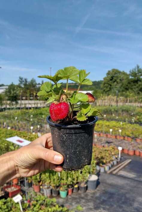 jahoda karmen kontajner