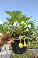 jahoda ostara kontajner 		
OKJOSTK