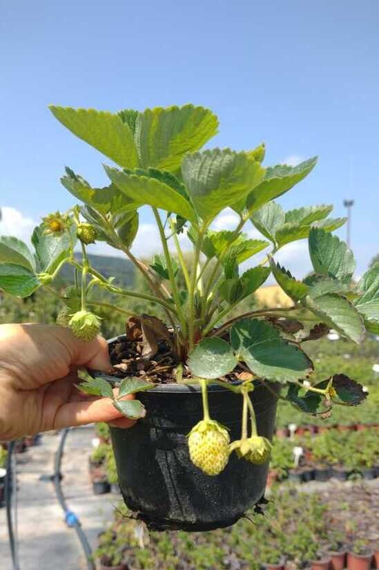 jahoda ostara kontajner 		
OKJOSTK