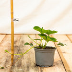 jahoda rumba kontajner