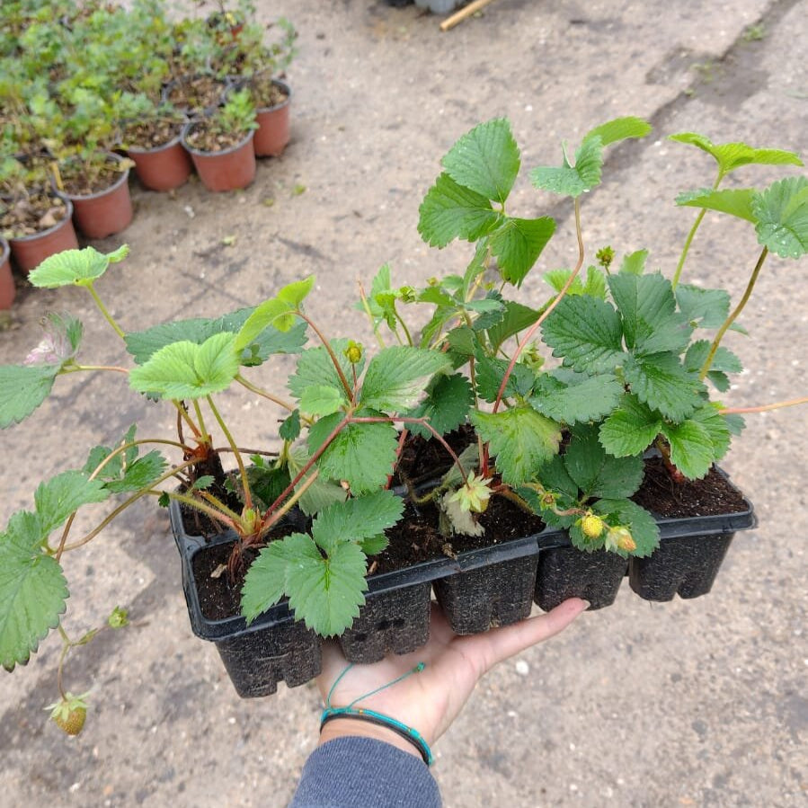 jahoda Sonata plato 10ks OKJSONA10