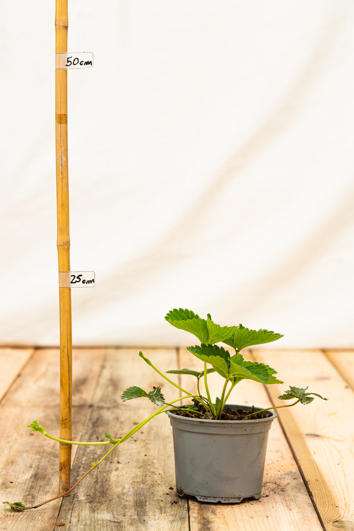 jahoda vivaldi kontajner  OKJVIVK