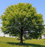 jarabina brekyna stromsorbus torminalis