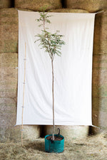 jarabina moravska sladkoploda strom airpot