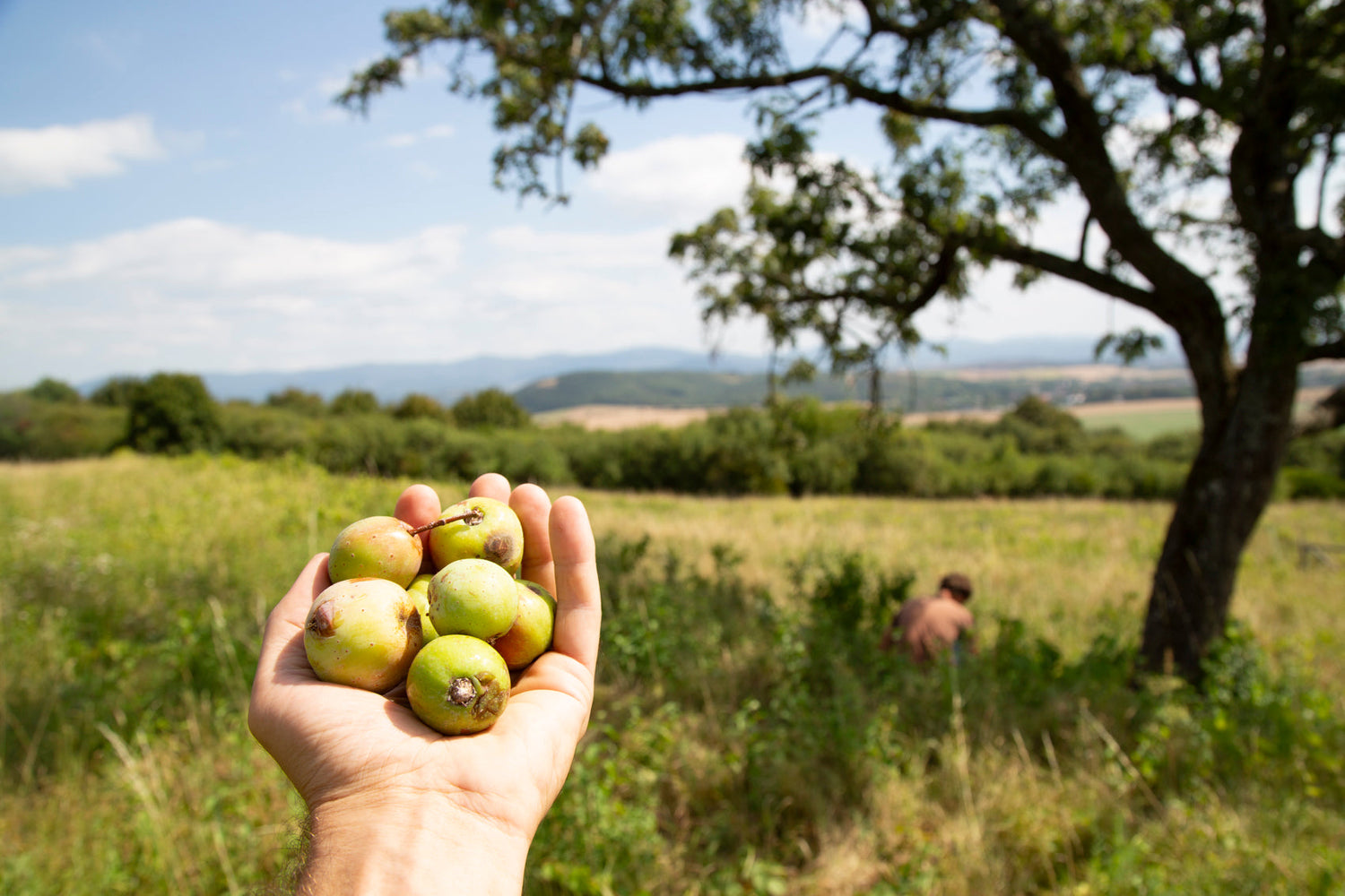 Jeřáb oskeruše Skořicová žlutá