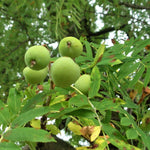 jarabina oskorušová sorbus domestica Adamacova plody