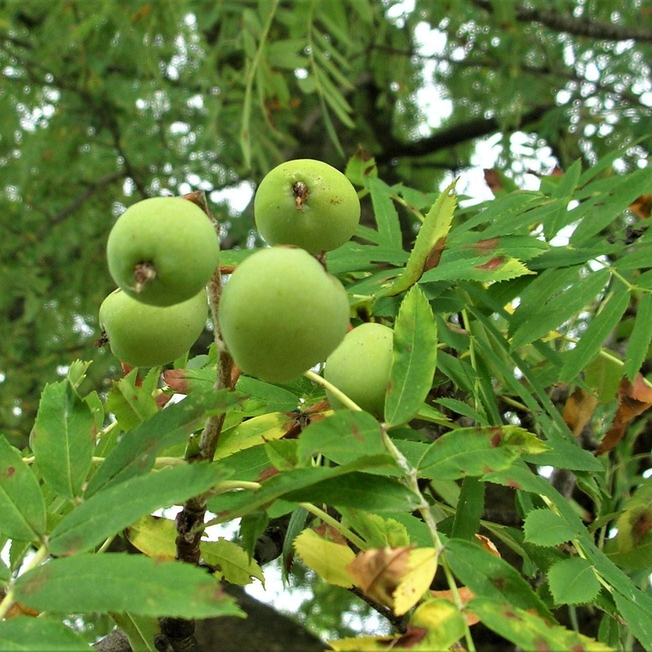 jarabina oskorušová sorbus domestica Adamacova plody
