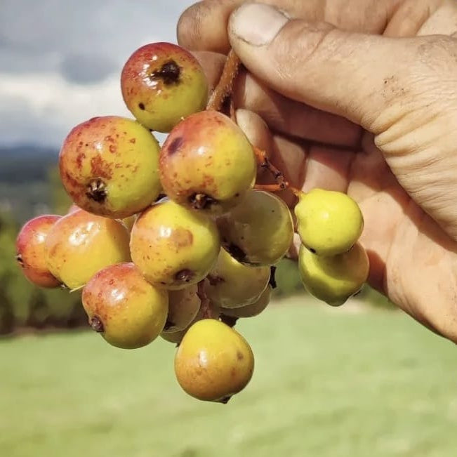 Jarabina oskorušová Cukrárenská plody detail