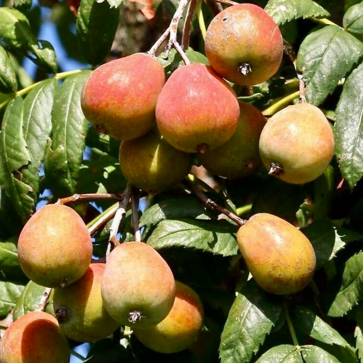 Jarabina oskorušová Inovecká veľkoplodá plody