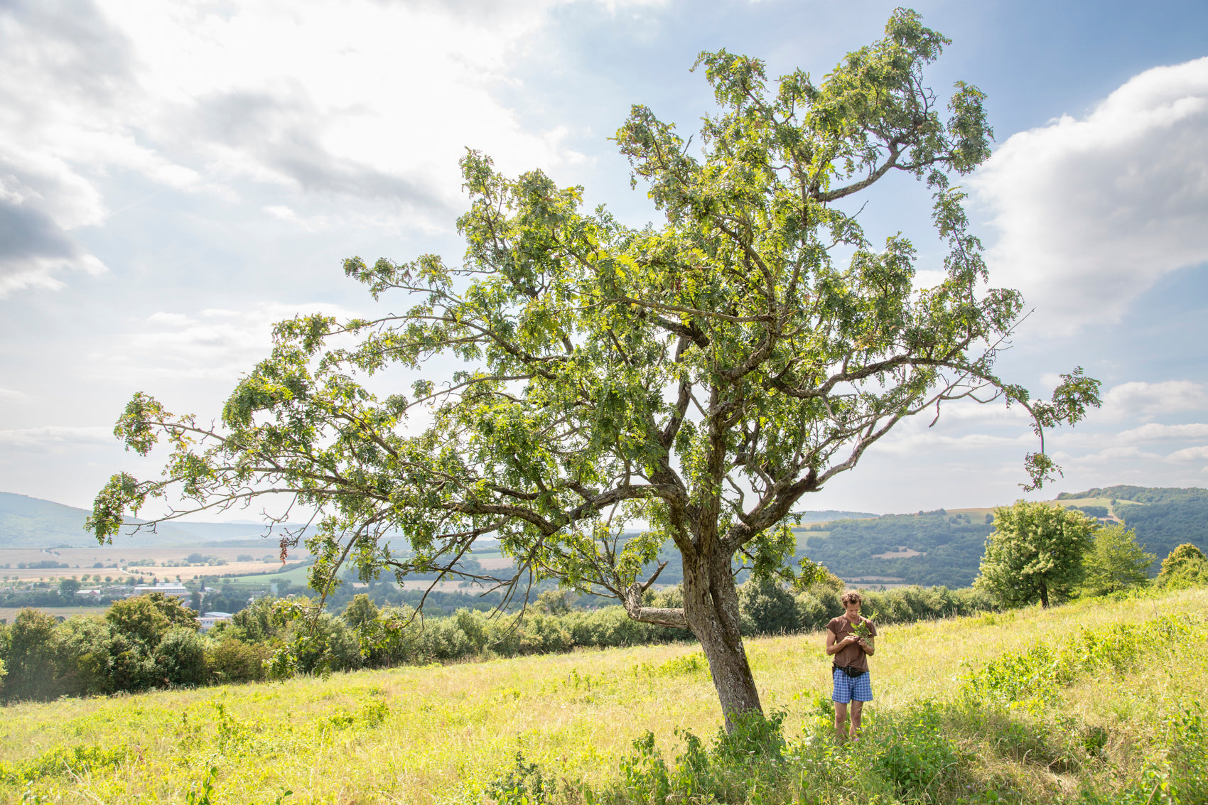 jarabina oskorušová novecká veľkoplodá strom