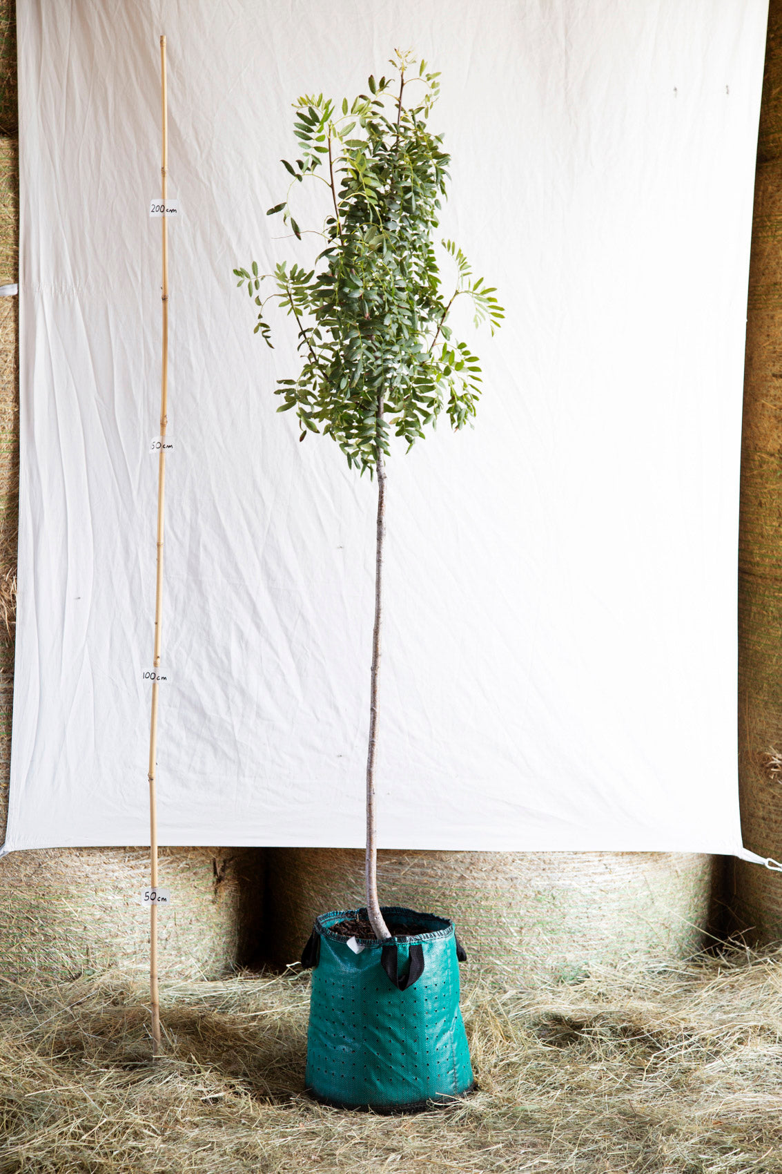 Jarabina oskorušová Jabĺčková airpot strom arbotaška