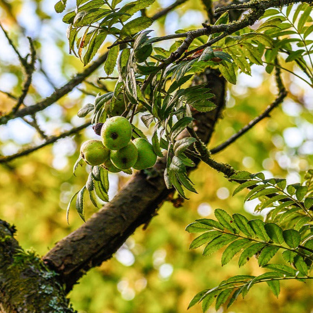jarabina oskorušová semenáč plody strom