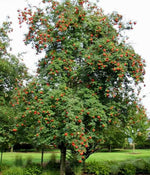 jarabina vtacia plody strom sorbus aucuparia