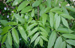 Jaseň štíhly listy
Fraxinus excelsior