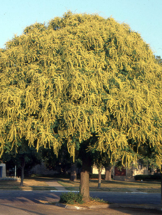 Jaseňovec metlinatý strom 
Koelreuteria paniculata