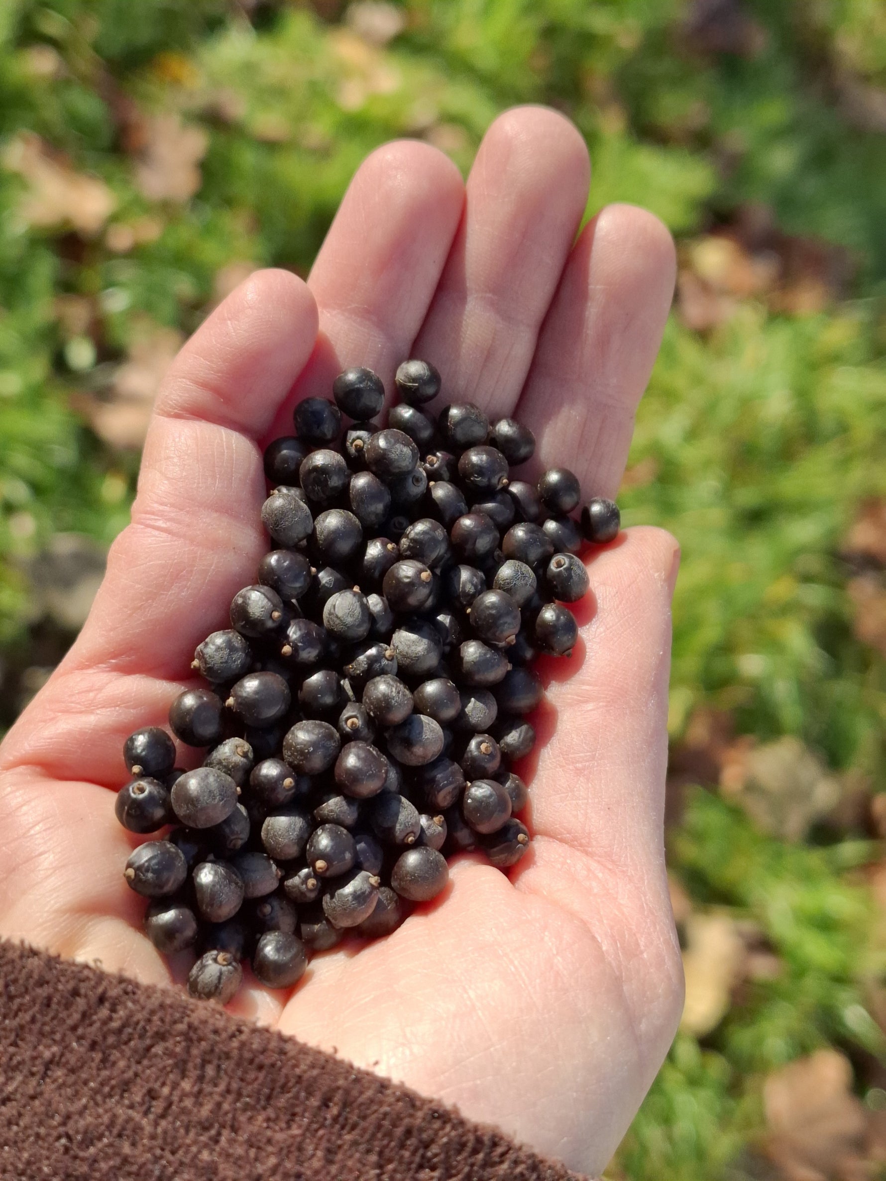 Jaseňovec metlinatý plody v dlani
Koelreuteria paniculata