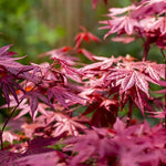 Javor dlaňovitolistý Atropurpureum