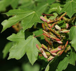 javor poľný acer campestre tobolky
