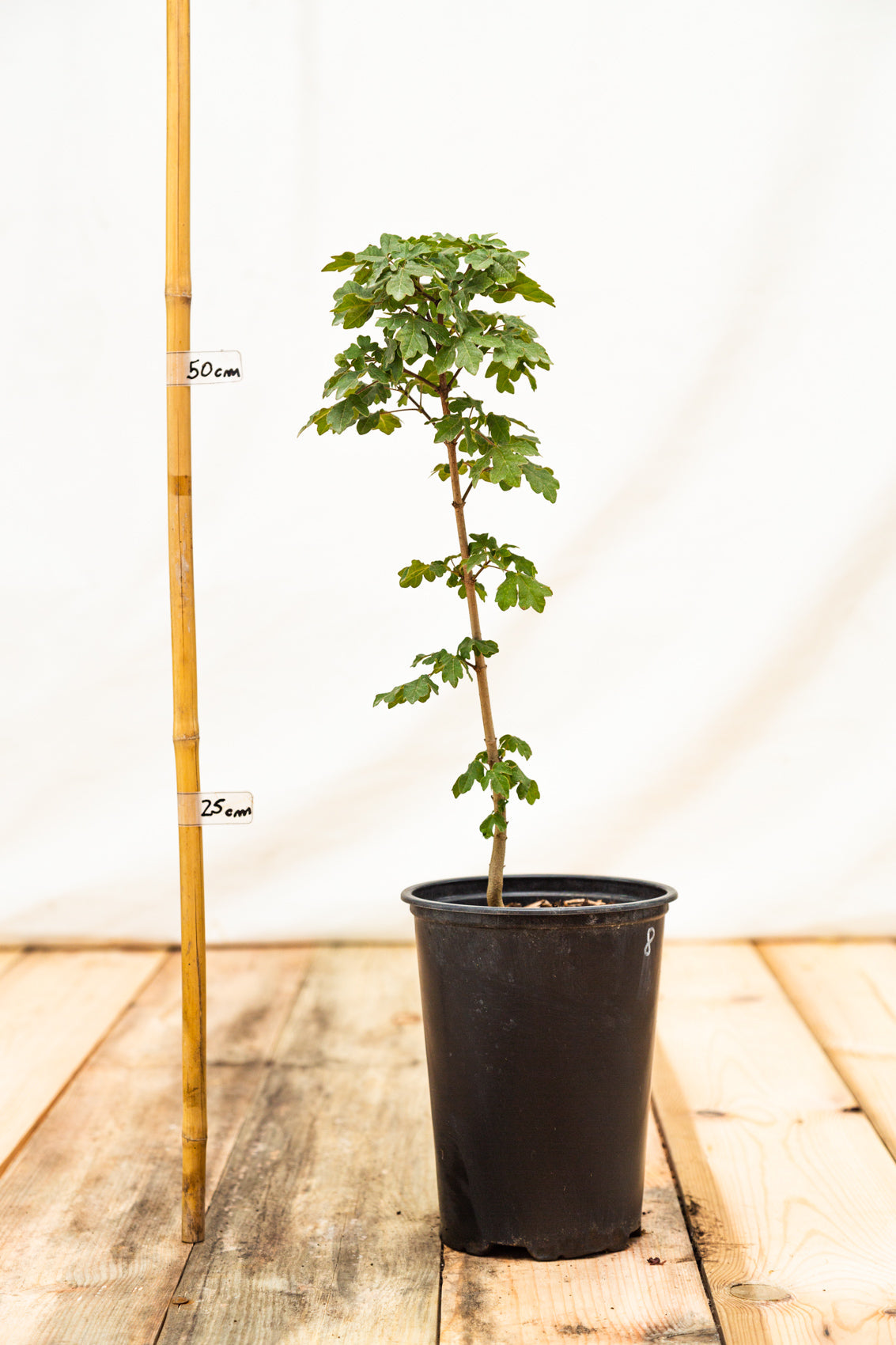 javor poľný acer campestre kontajner