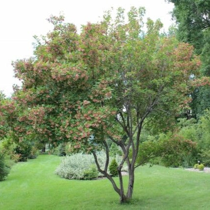 Javor tatársky
Acer tataricum strom 