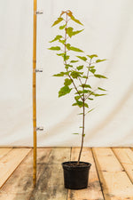 Javor tatársky kontajner
Acer tataricum