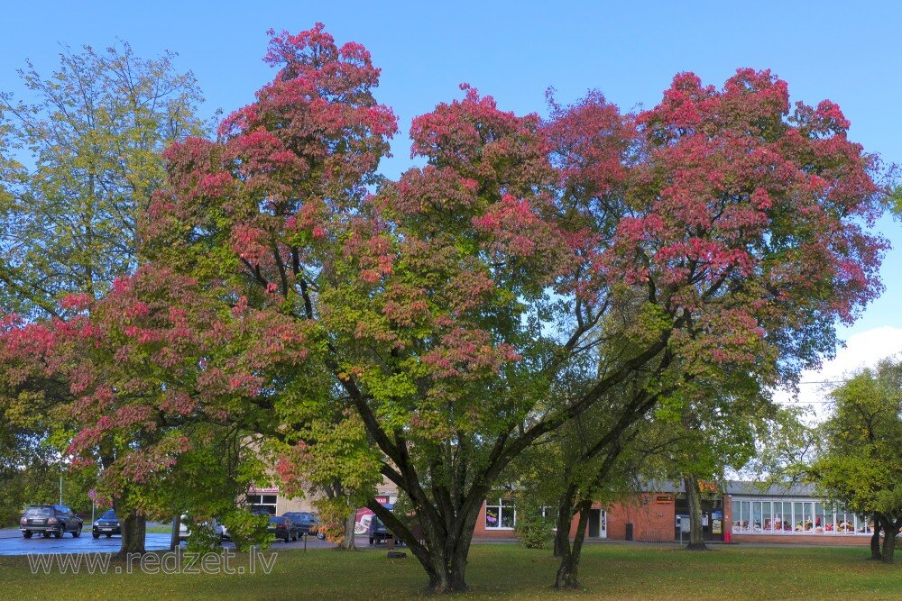 	
Javor tatársky strom 
Acer tataricum
