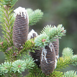 jedľa balzámová abies balsamea