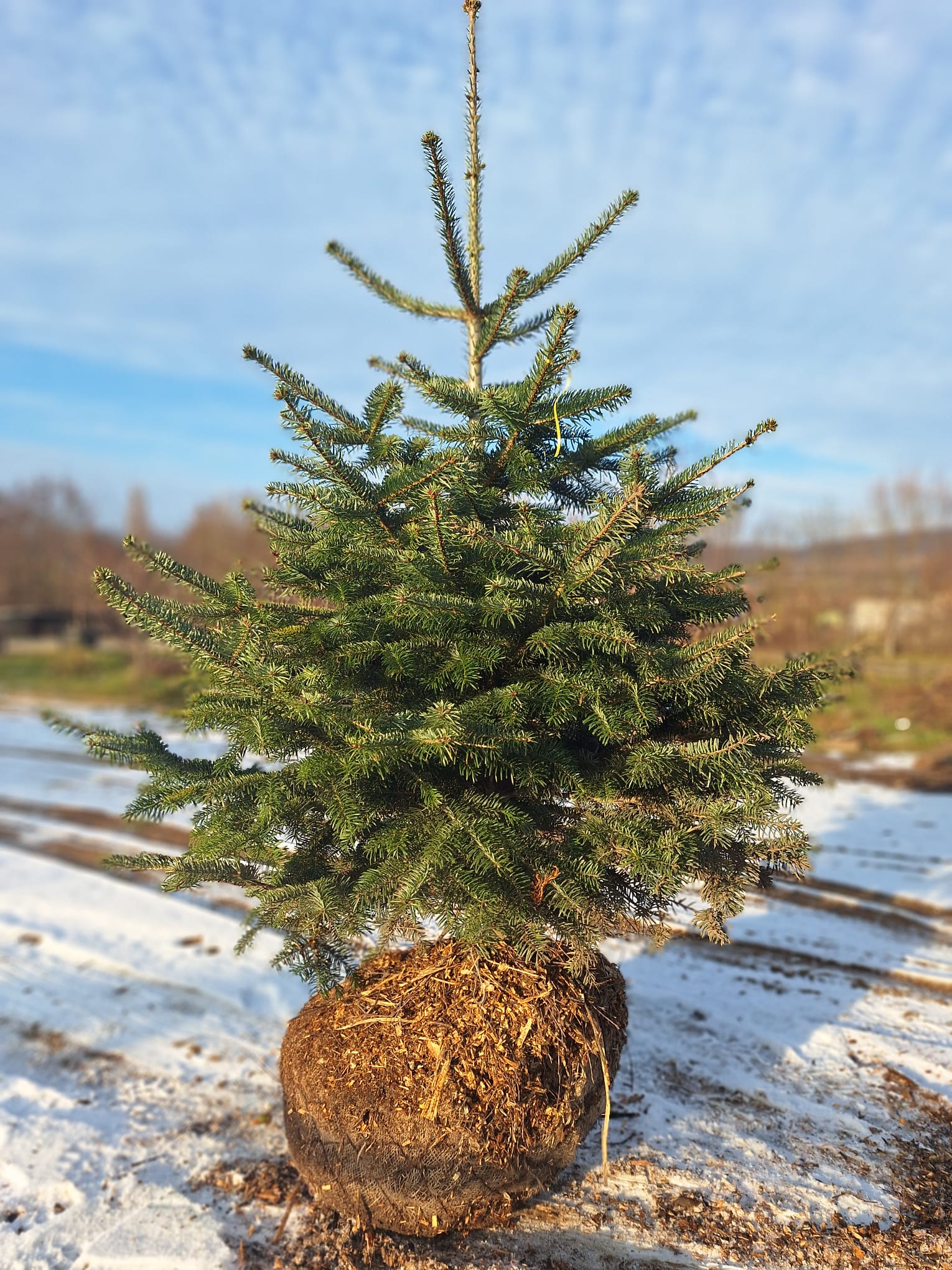 jedľa Nordmannova abies Nordmanniana