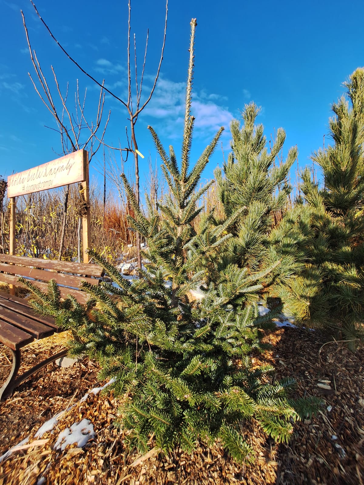 jedla Nordmannova abies nordmanniana