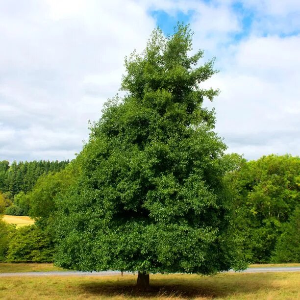 jelša lepúkava alnus glutinosa strom