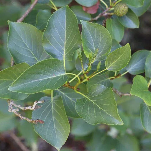 Jelša srdcovitá detail listy strom