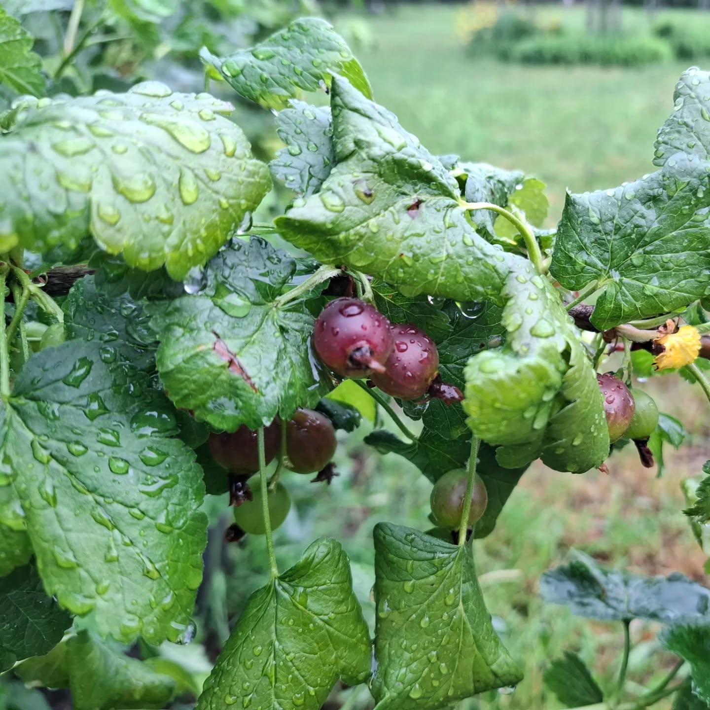 josta plody ribes josta