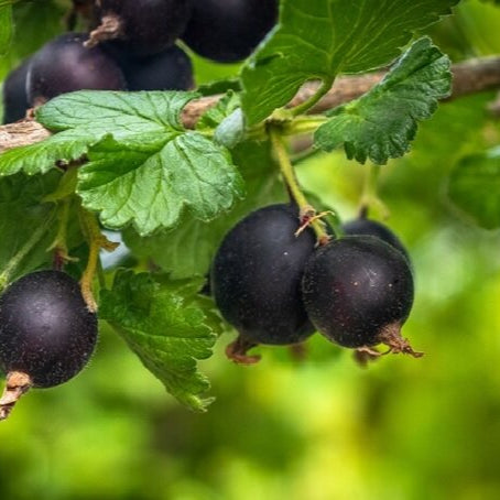 josta bobule plody ribes josta