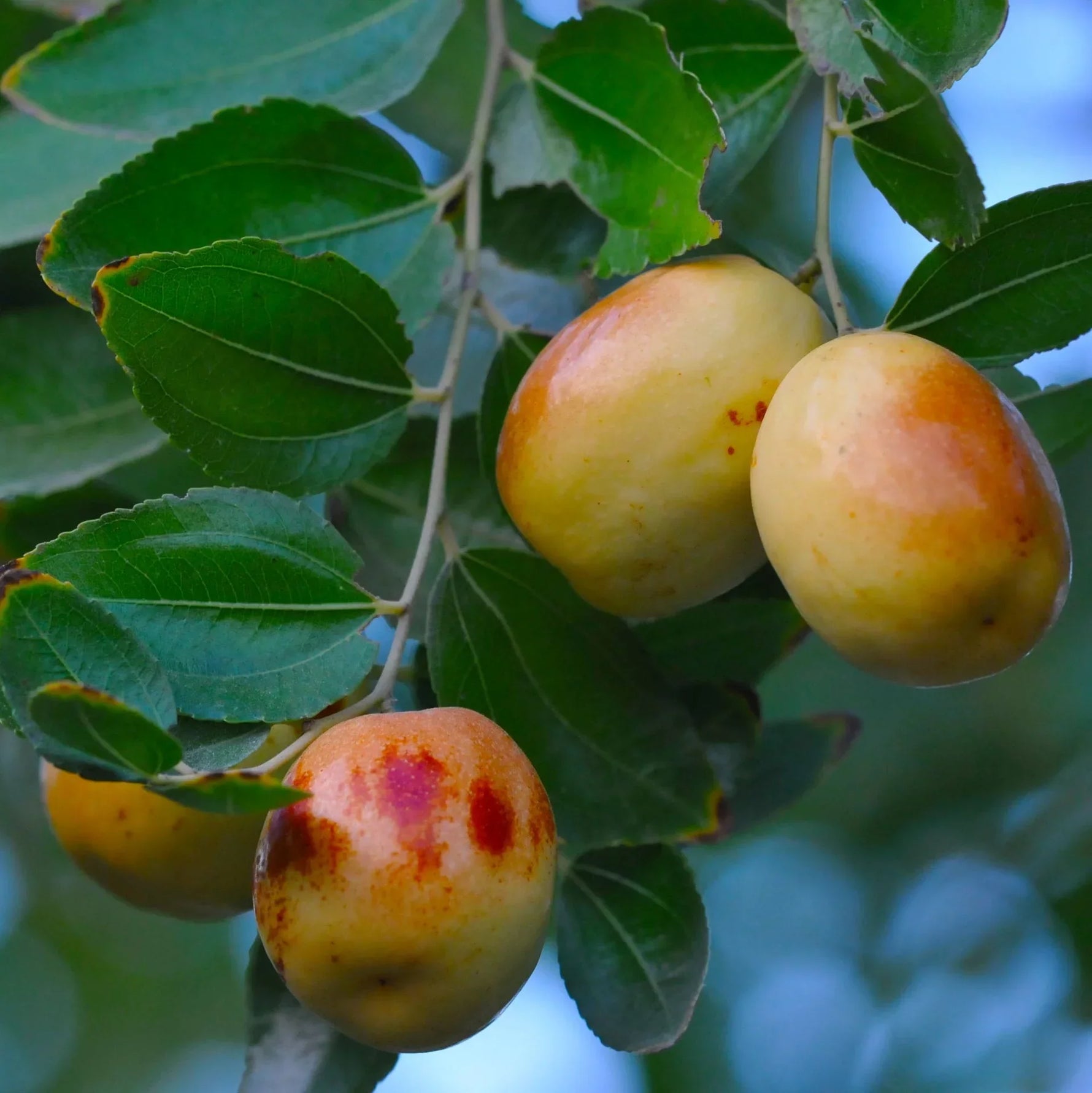 Jujuba čínska Dong Zao plody detail ovocný strom