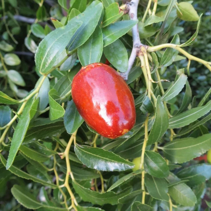 Jujuba čínska Lang plod detail ovocný strom