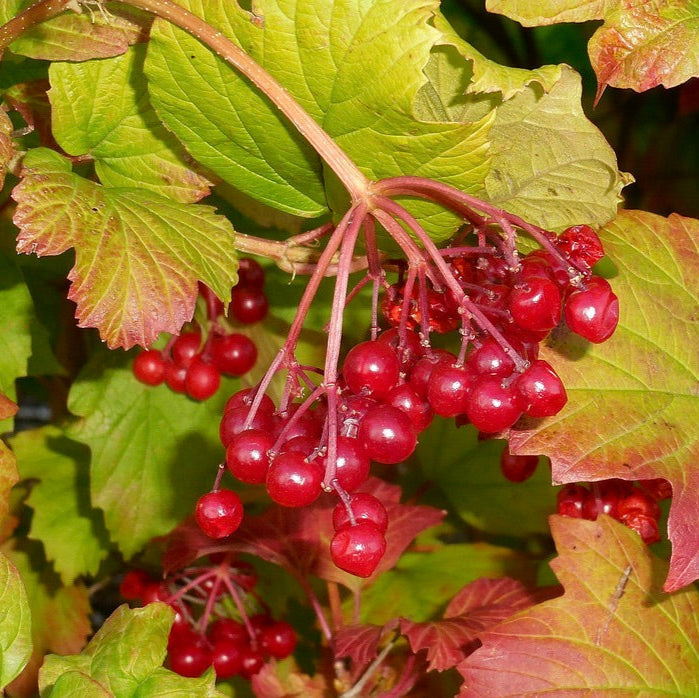 kalina obyčajná plody viburnum opulus