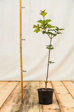 kalina obyčajná kontajner viburnum opulus