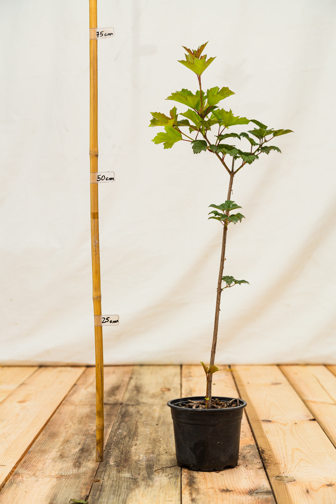 kalina obyčajná kontajner viburnum opulus