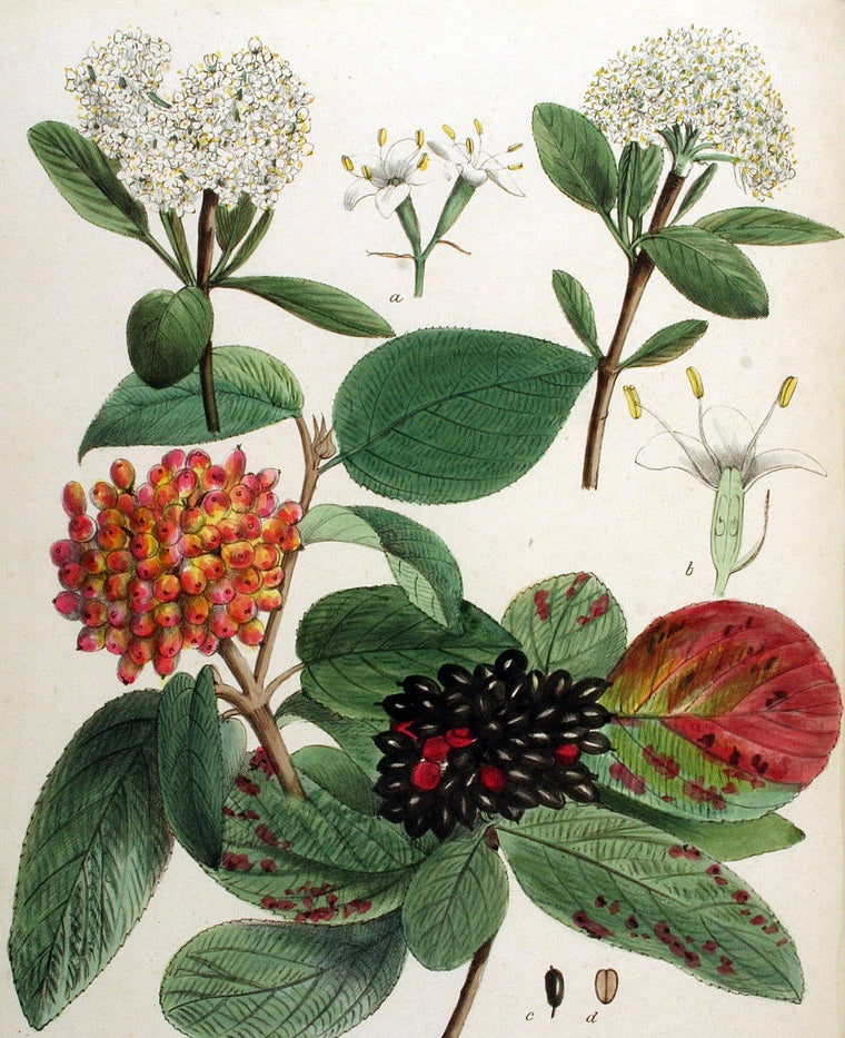kalina siriputkova viburnum lantana