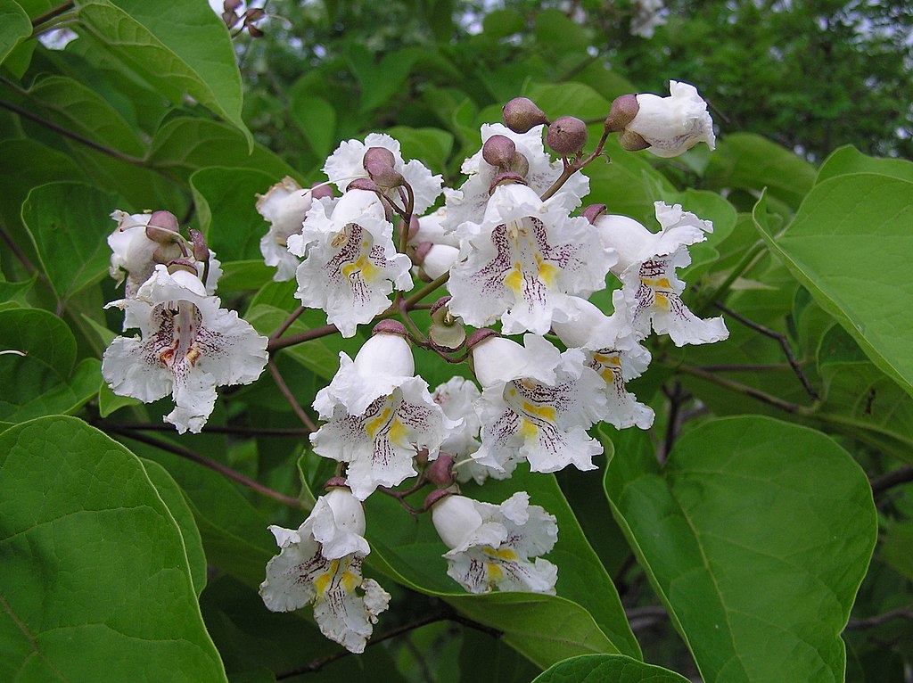 katalpa bignoniovita catalpa bignonioides kvety