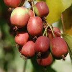 Kiwi Ananasnaja plody detail