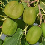 Kiwi Chang bai giant plody detail