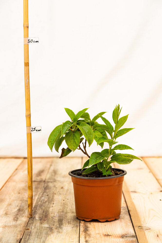 Kiwi Chang bai rastlina kontajner 	
OKKCHABGK