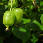 Kiwi Japsai plody detail 	
OKKJAPSK